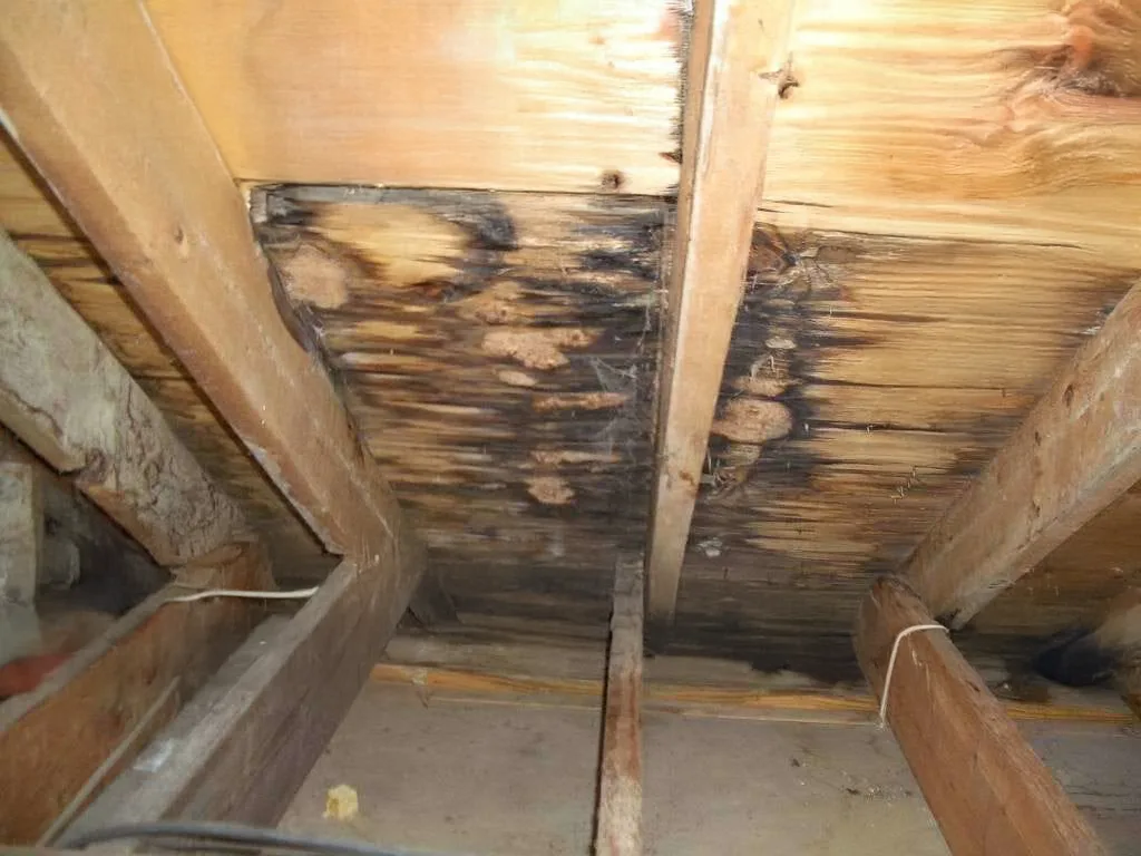 Signs of Interior Roof Leaks and What to Do Next — archived photo 2